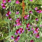 Lathyrus (Ærteblomst)