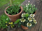 Forårsblomster i krukker