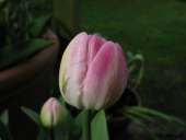 Tulipan