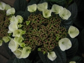 Havehortensia