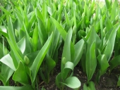 Tulipaner