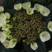 Havehortensia