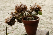 Hortensia med sne
