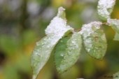 Rosenblad med sne