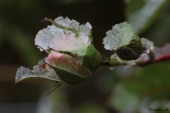 Rosenknop med sne