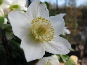 Julerose blomst