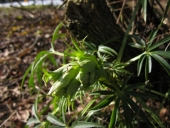 Julerose?