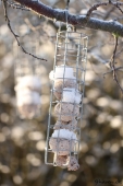 Fuglebolde