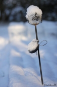 Solcellelampe