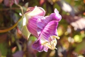 Klokkerankeblomst