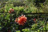 Dahlia