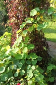 Blomsterkarse