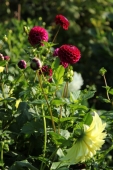 Dahlia