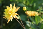 Dahlia