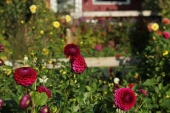 Dahlia
