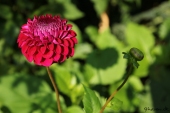 Dahlia