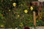 Frøformeret Dahlia