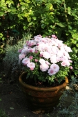 Chrysanthemum
