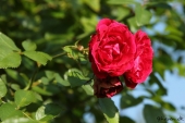Rose; Flammentanz