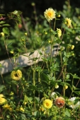 Frøformeret Dahlia