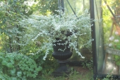 Helichrysum petiolare