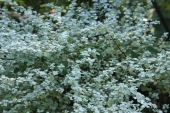 Helichrysum petiolare