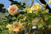 Hængebegonie og Mme Bérard rose