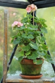 Pelargonie