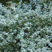 Helichrysum petiolare