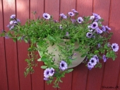 Hængepetunia