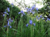 Iris