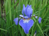 Iris