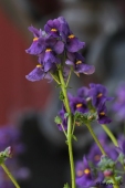 Nemesia; Karoo Dark Blue