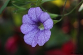 Petunia; Superbell Royal Blue