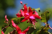 Fuchsia