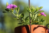 Petunia; Superbell Royal Blue