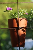 Petunia; Superbell Royal Blue