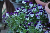Stedmoderblomster