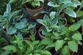Hosta