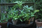 Hosta