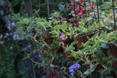 Petunia; Superbell Royal Blue og ?