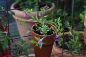 Petunia; Superbell Royal Blue