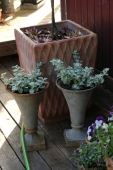 Helichrysum petiolare