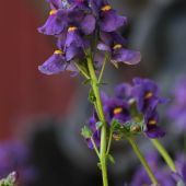 Nemesia; Karoo Dark Blue