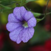 Petunia; Superbell Royal Blue