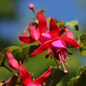 Fuchsia