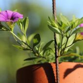 Petunia; Superbell Royal Blue