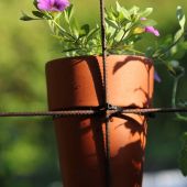 Petunia; Superbell Royal Blue