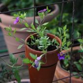 Petunia; Superbell Royal Blue