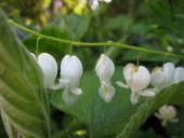 Hvid Hjerteblomst